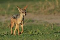 Black-backed jackal