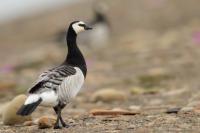 Branta leucopsis