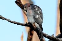 Accipiter badius