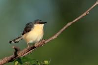 Prinia socialis