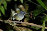 Dysithamnus mentalis