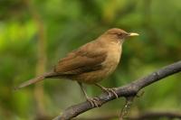 Turdus grayi