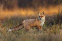 Red fox