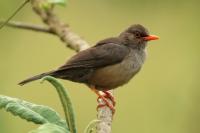 Turdus abyssinicus