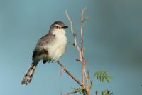 Prinia inornata