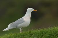 Larus hyperboreus