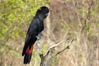 Calyptorhynchus banksii