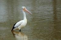 Pelecanus conspicillatus