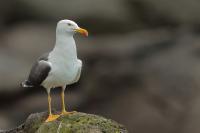 Larus fuscus