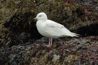 Larus glaucoides