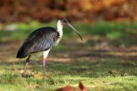 Threskiornis spinicollis