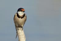 Hirundo albigularis