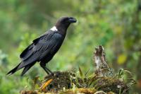 Corvus albicollis