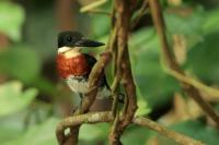 Chloroceryle amazona