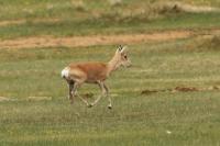 Mongolian gazelle