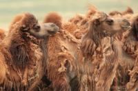 Bactrian camel