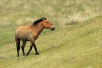 Przewalski's  Horse