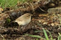 Phylloscopus fuscatus