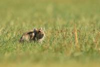 Mongolian Pika