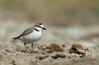 Charadrius alexandrinus