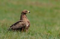 Aquila nipalensis