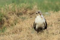 Buteo hemilasius