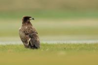 Haliaeetus leucoryphus 