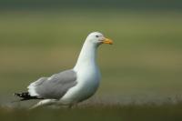 Larus vegae mongolicus