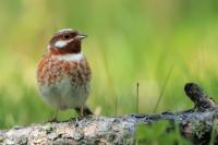 Emberiza leucocephalos