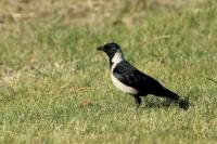 Corvus dauuricus