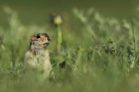 Long-tailed ground squirrel