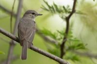 Melaenornis mariquensis