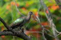 Zambia - FAUNA