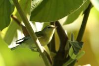 Vireo philadelphicus