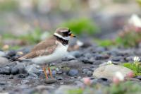 Charadrius hiaticula