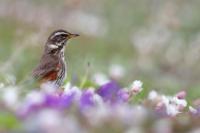 Turdus iliacus