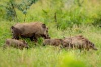 Common warthog