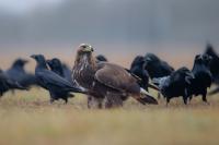 Aquila chrysaetos