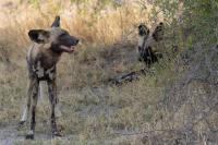 African wild dog