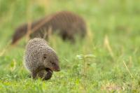 Banded mongoose