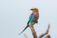 Coracias caudatus