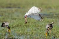 Platalea alba