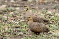 Pterocles gutturalis