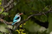 Halcyon senegalensis