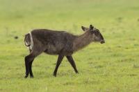 Waterbuck