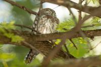 Glaucidium perlatum