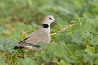 Streptopelia capicola