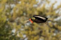 Bucorvus leadbeateri 