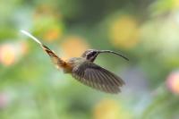 ECUADOR-FAUNA