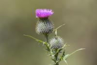 ECUADOR -FLOWERS